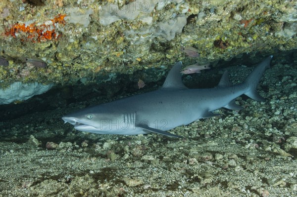 Whitetip reef shark