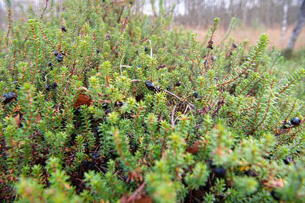 Black crowberry