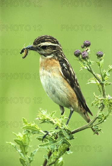 Whinchat