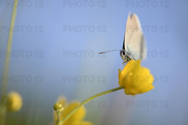 Gossamer winged butterfly