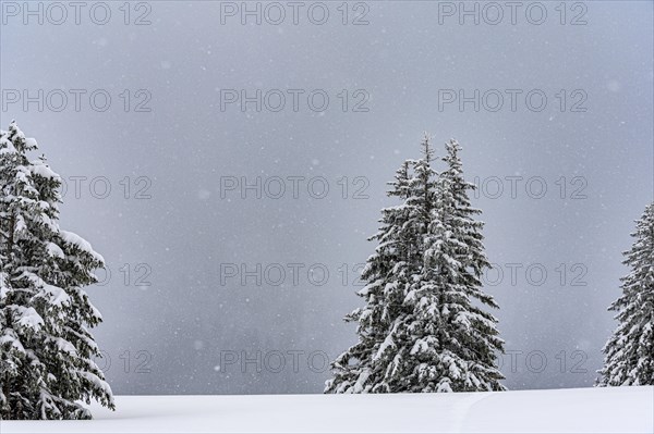 Snow-covered mountain landscape with trees in winter during snowfall