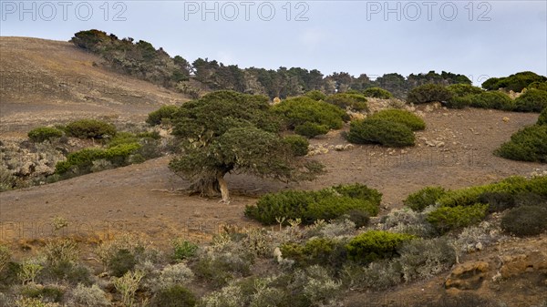 Juniper trees at sunset