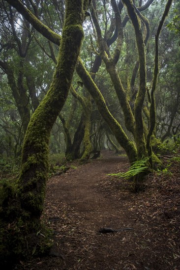 Hiking trail through laurel forest