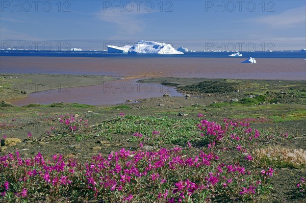 Arctic willowherb