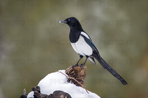 European magpie