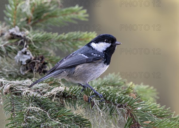 Coal tit