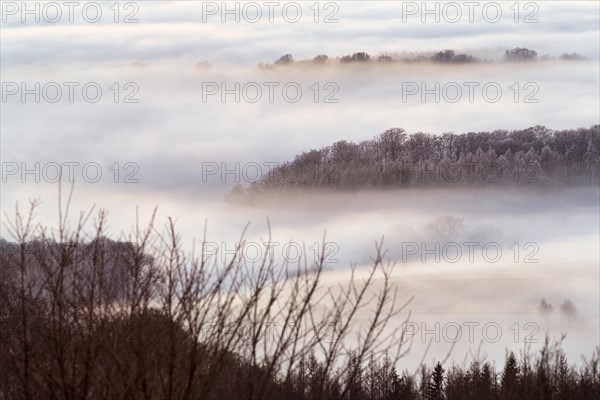 Forest rising from cloud cover