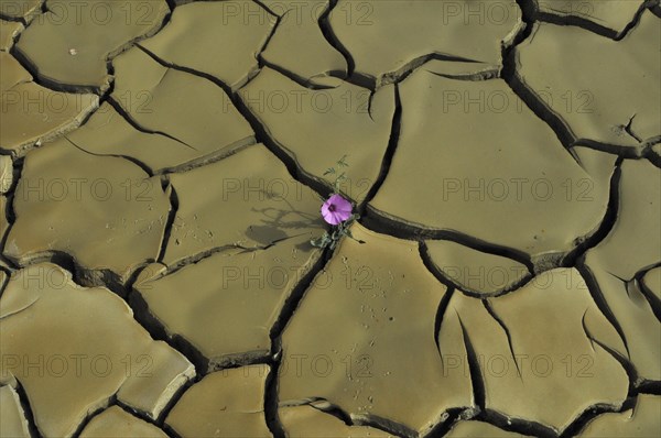 Dried clay soil with deep furrows and flower blooming