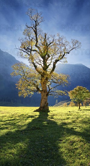 Autumnal colourful gnarled maple tree in low sun in Grosser Ahornboden