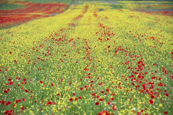 Blooming on plateau Piano Grande