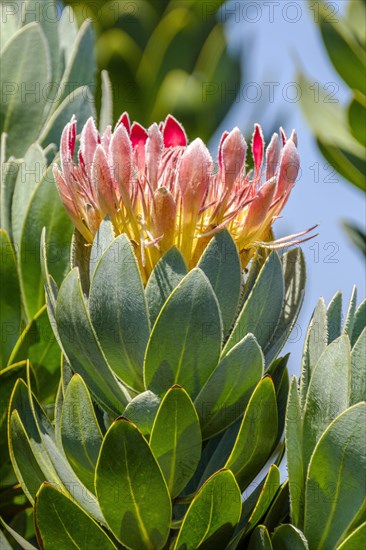 Protea