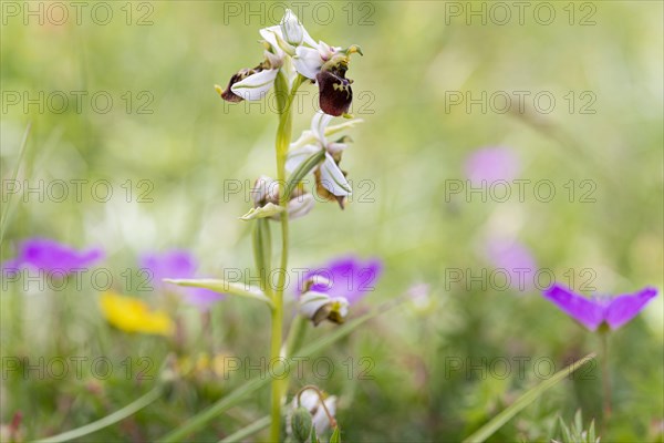 Bee orchid