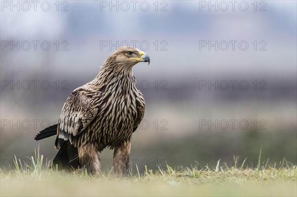 Eastern Imperial Eagle