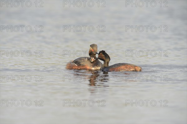 Black-necked grebe