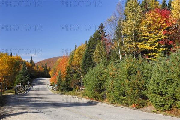 Road in a forest