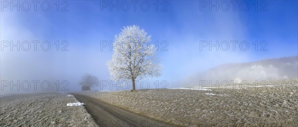 Hoarfrost in clearing fog