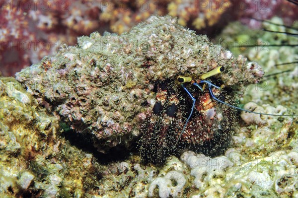 Hairy red hermit crab