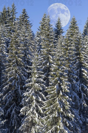 Moon over european silver firs