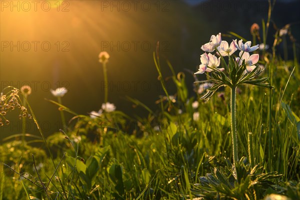 Mountain flower meadow at sunrise