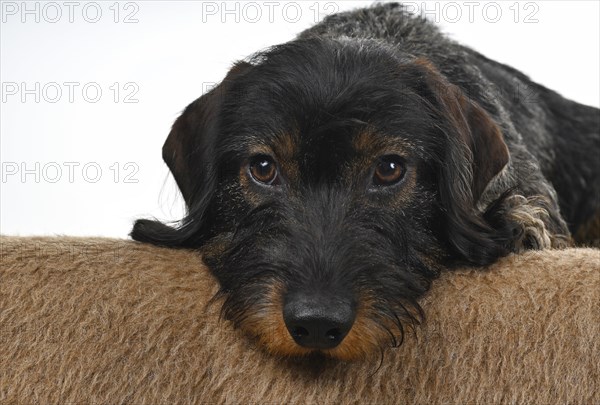 Wire-haired dachshund