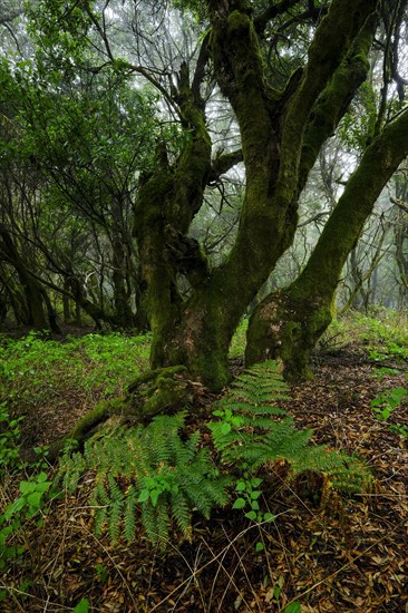 Laurel forest