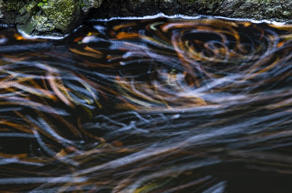 Leaves in the river Bode in the autumnal Harz