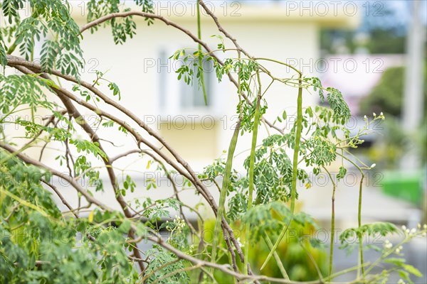 Drumstick tree