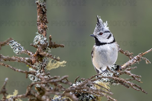 Crested tit