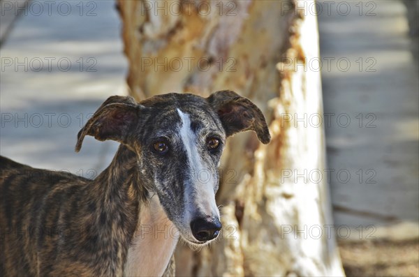 Head of a Spanish greyhound