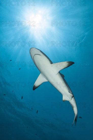 Blacktip reef shark