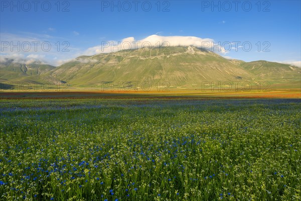 Blooming at Piano Grande di Castelluccio di Norcia plateau