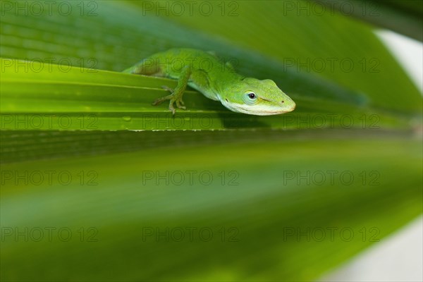 Close-up of head of carolina anole