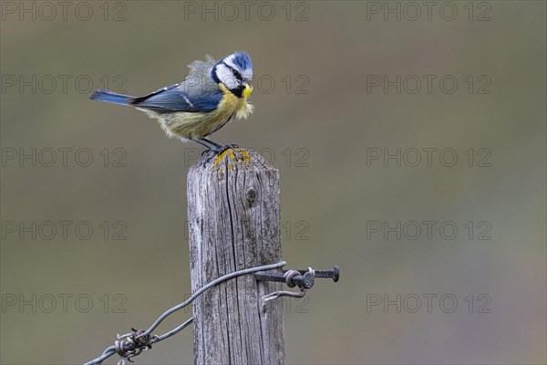 Blue tit