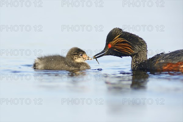 Black-necked grebe