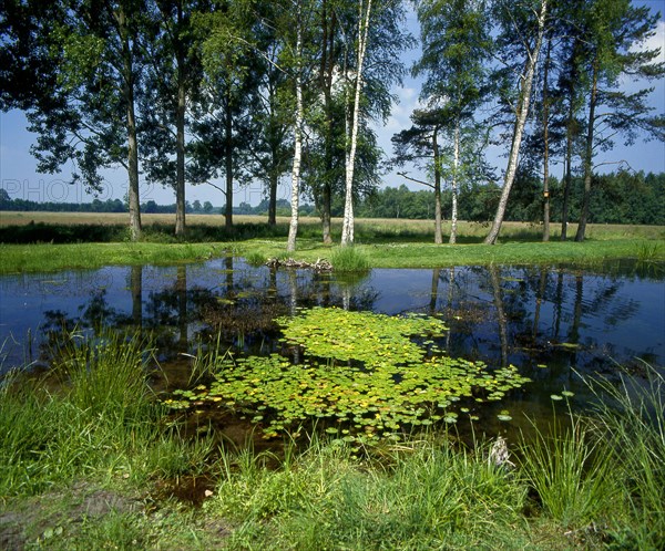 Pond with birches