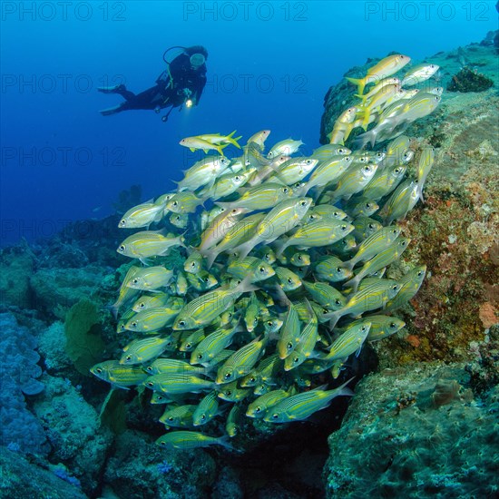 Diver looks down on shoal of striped large-eye bream