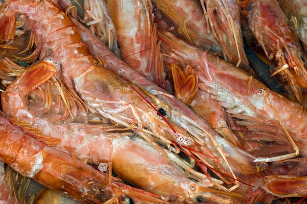 Raw Argentinian red shrimps