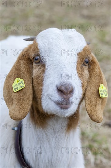 Boer domestic goat