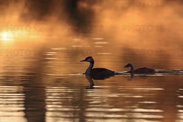 Great crested grebe