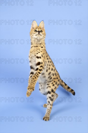 Serval