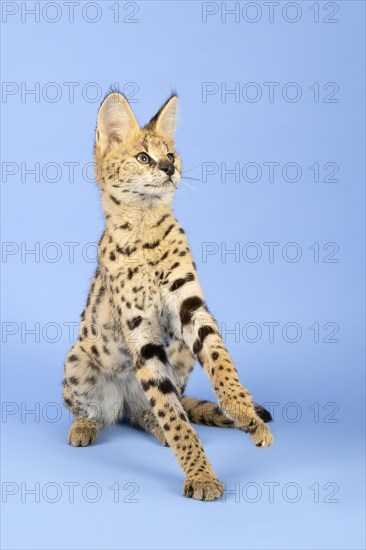 Serval