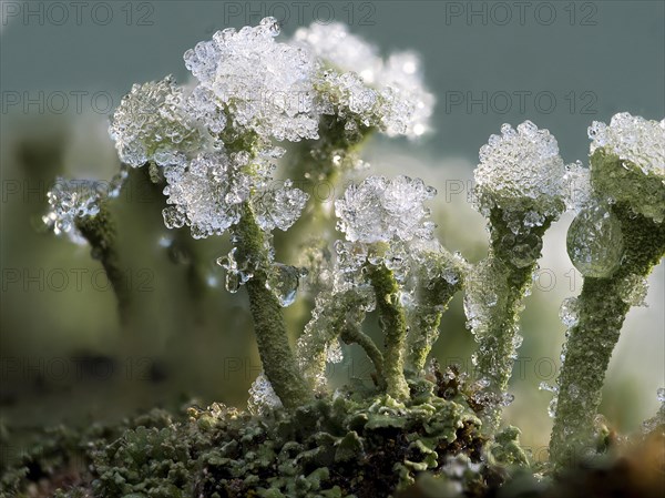 Cup lichen