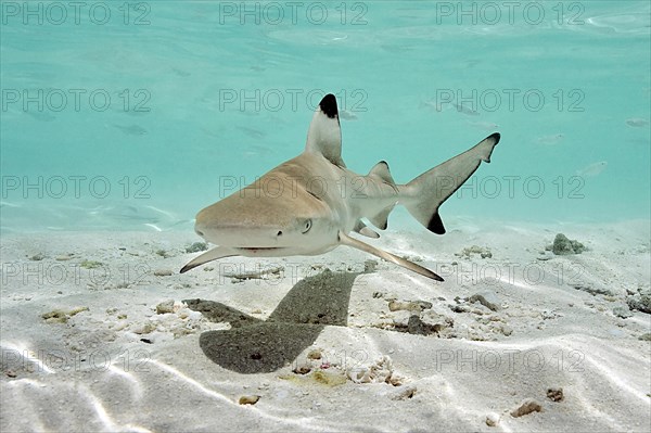 Juvenile blacktip reef shark