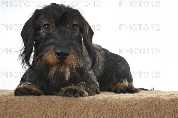 Wire-haired dachshund