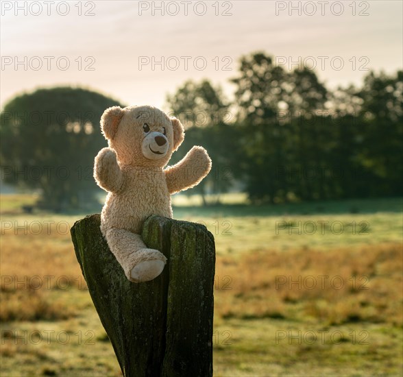 Forgotten child teddy sitting on a tree trunk