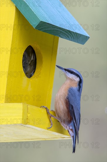 Eurasian nuthatch