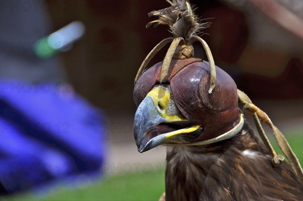 Head of golden eagle with bonnet in falconry