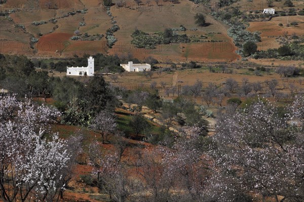 White houses and almond blossom in the Rif Mountains