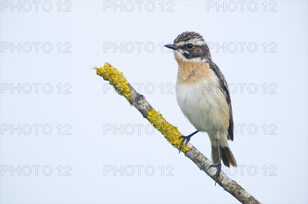 Whinchat