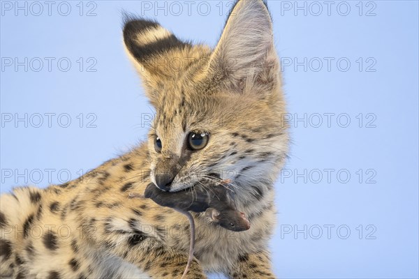 Serval